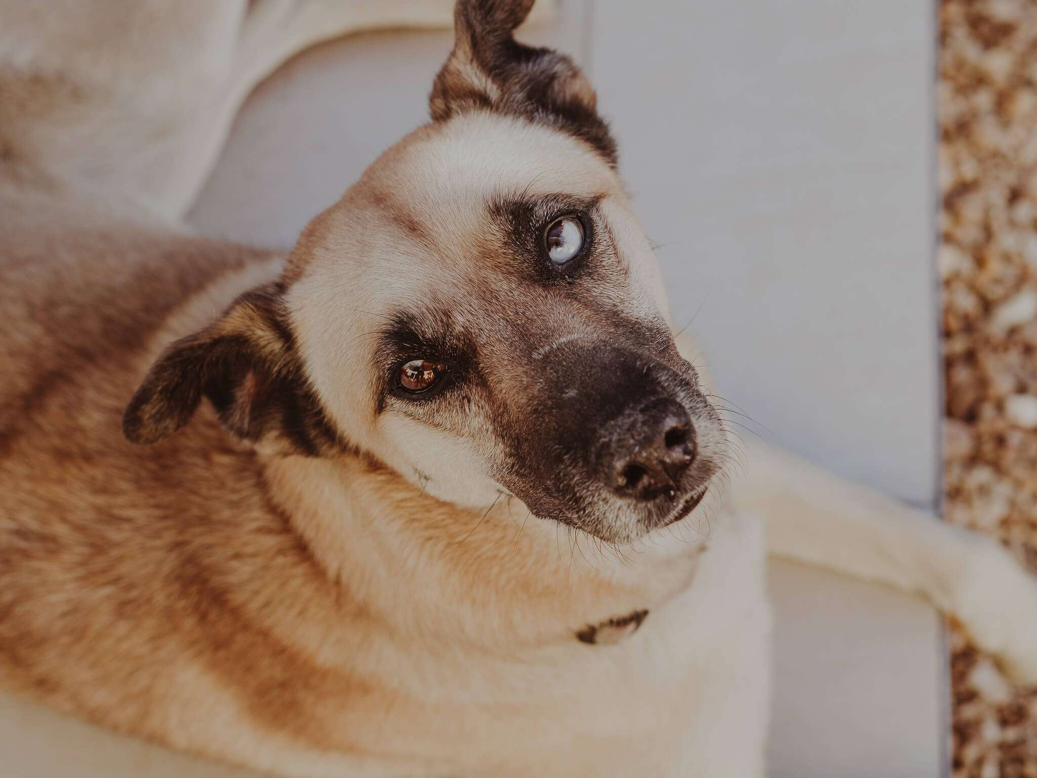 DER BESTE HUND DER WELT - NINA