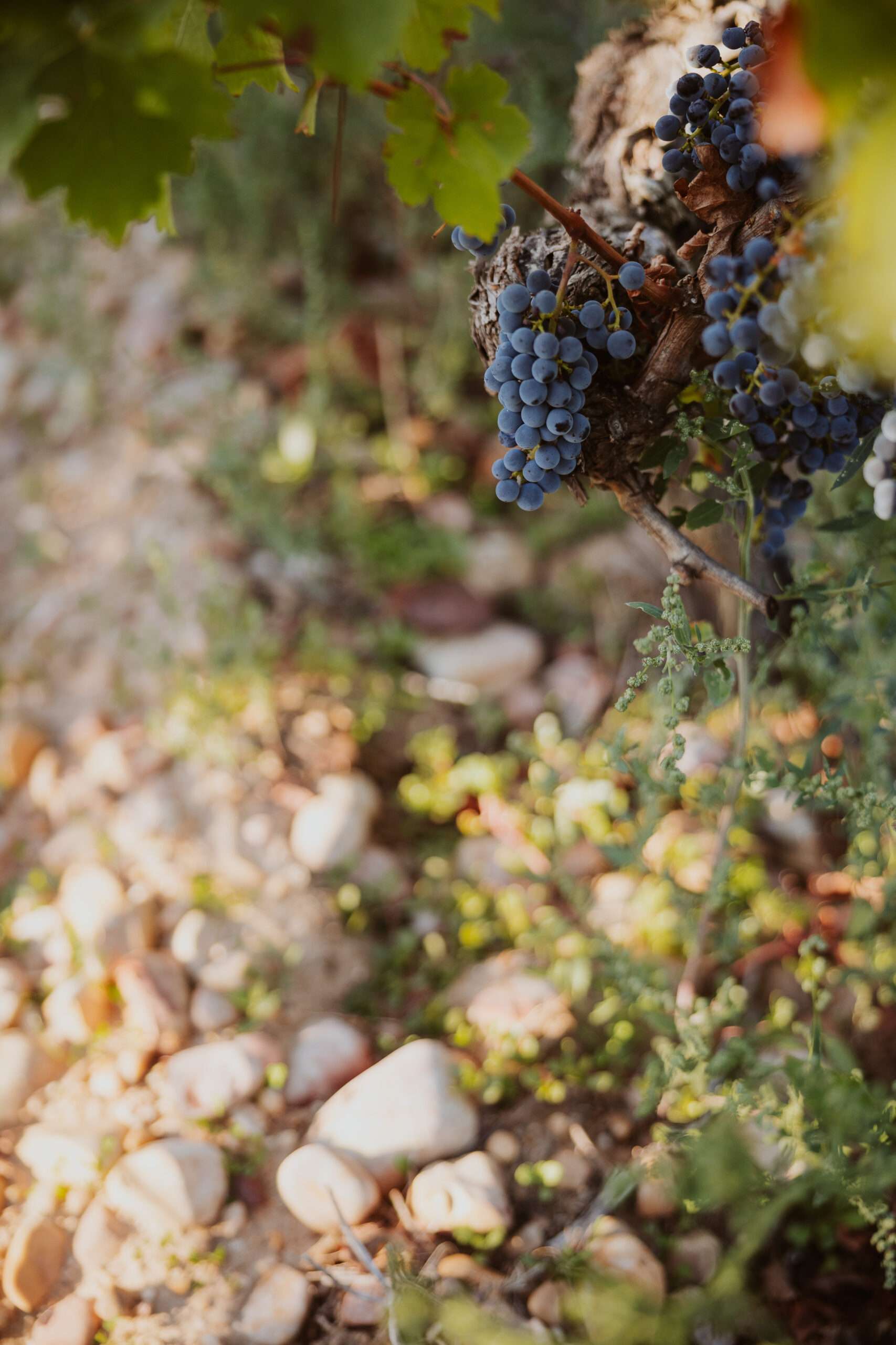 Im Ribera del Duero sind weit mehr als 32 verschiedene Bodentypen bekannt. Zu den am häufigsten vertretenen zählen jedoch Lehm, Kalk und Kiesel.
