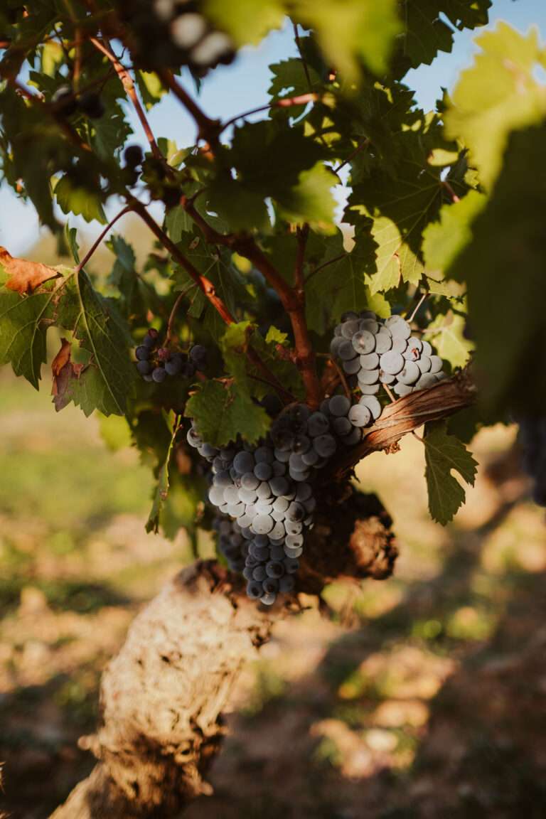 RiberaDelDuero-1006 (1)