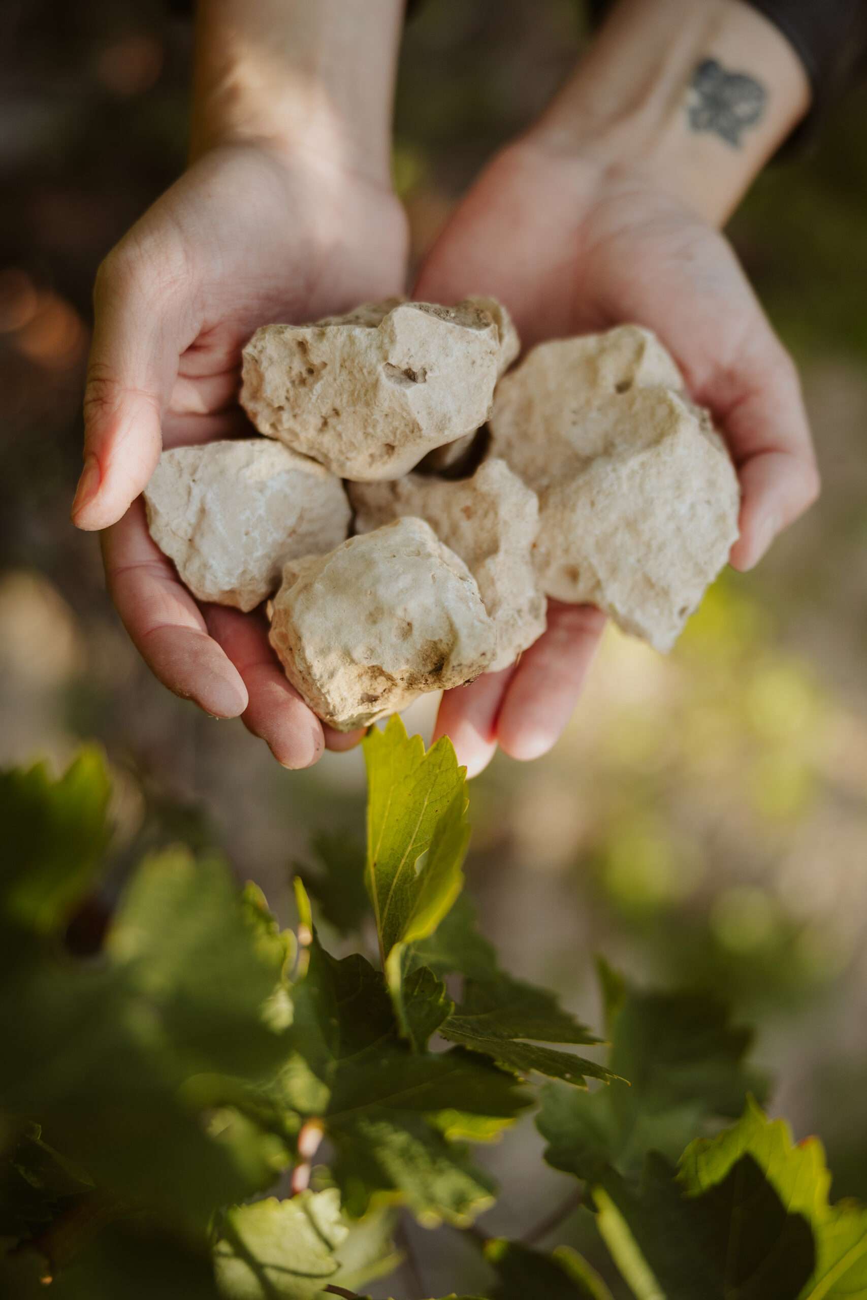 Im Ribera del Duero sind weit mehr als 32 verschiedene Bodentypen bekannt. Zu den am häufigsten vertretenen zählen jedoch Lehm, Kalk und Kiesel.