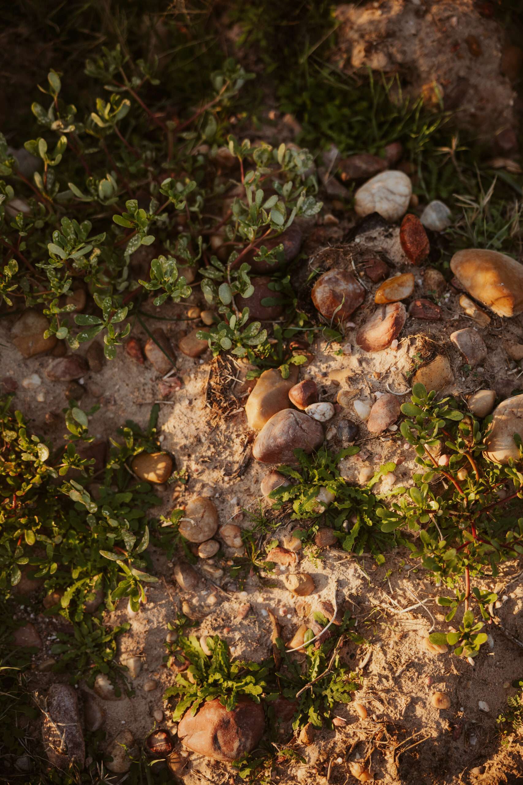 Im Ribera del Duero sind weit mehr als 32 verschiedene Bodentypen bekannt. Zu den am häufigsten vertretenen zählen jedoch Lehm, Kalk und Kiesel.